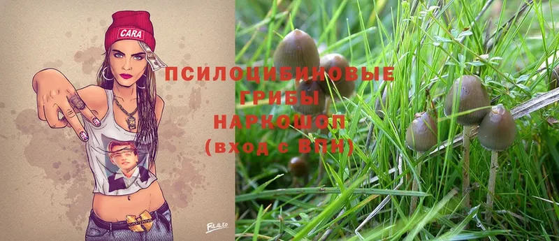 Псилоцибиновые грибы Magic Shrooms  Армавир 